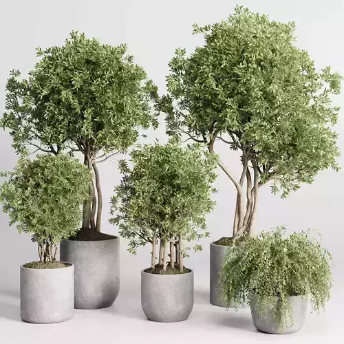 Collection indoor outdoor plant 430 plant tree vase  3D model