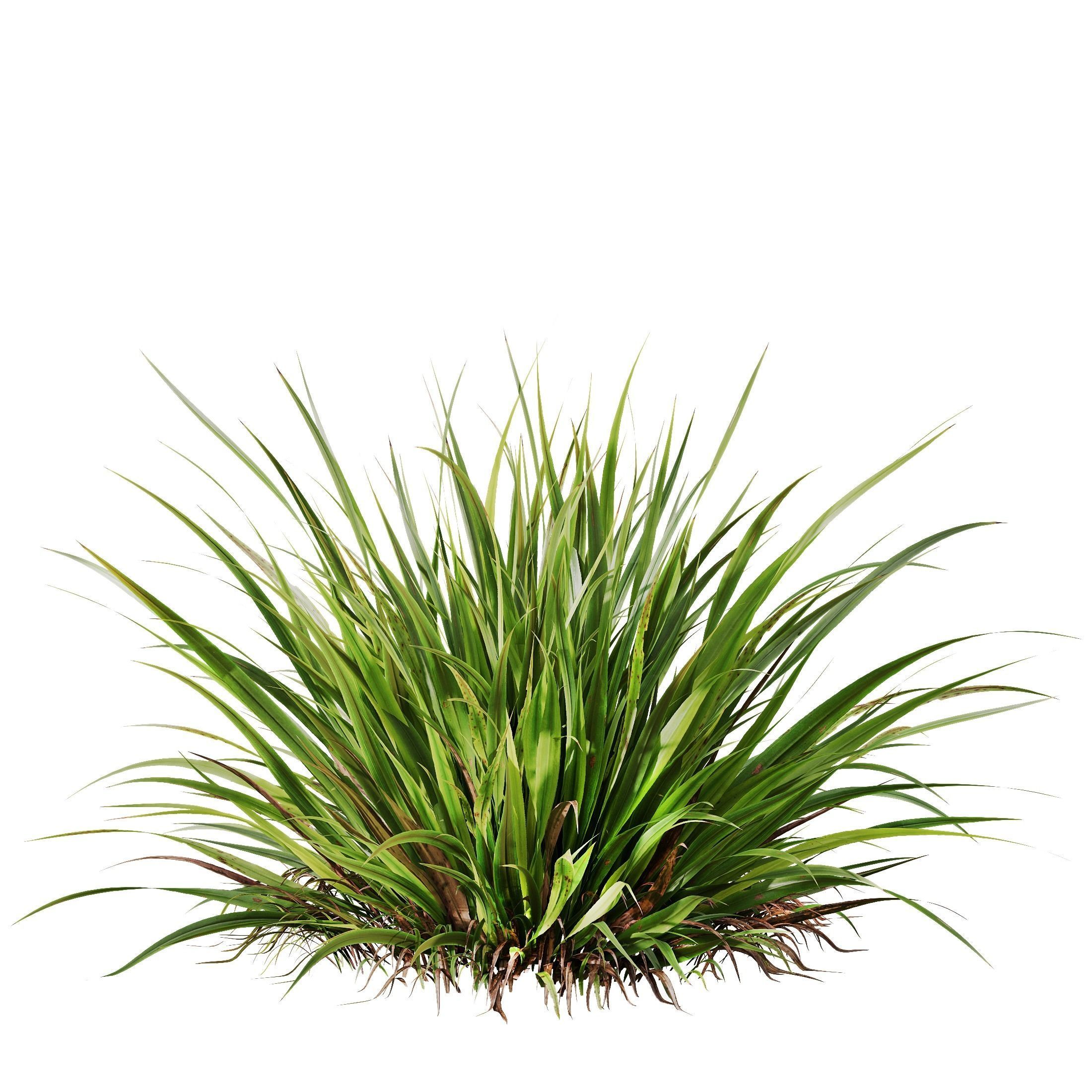 Grass 02 3D model_3