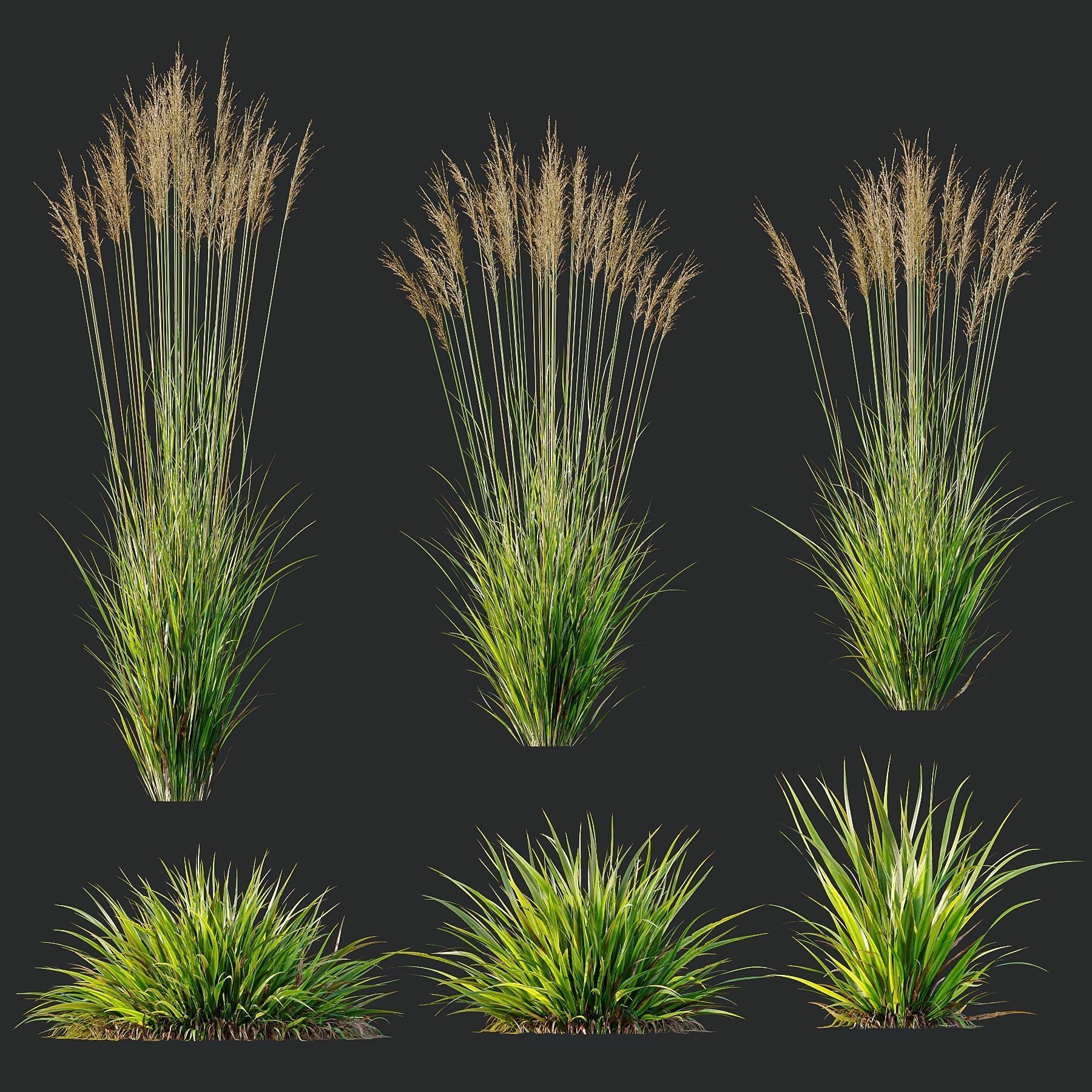 Grass 02 3D model_1