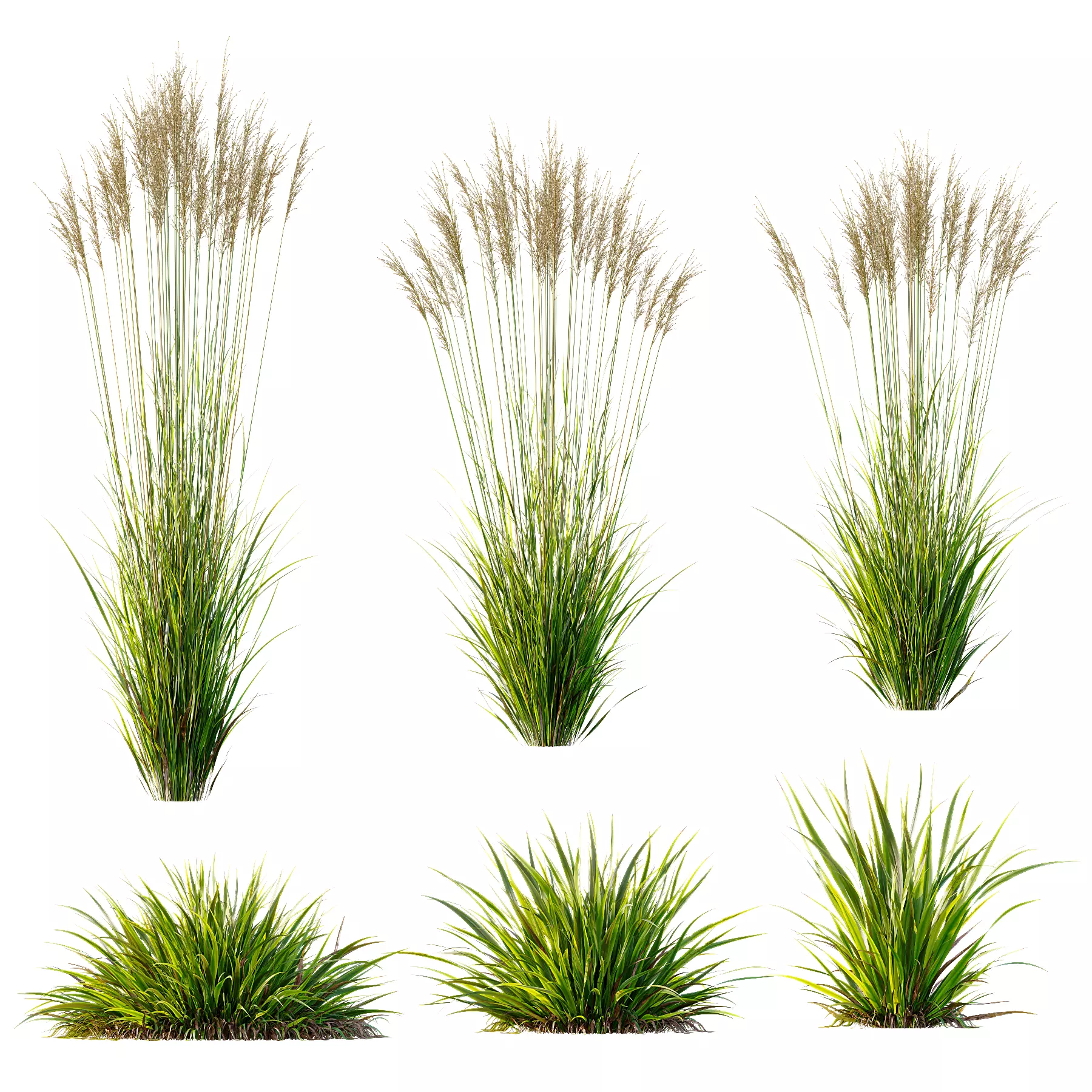 Grass 02 3D model_0