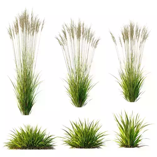Grass 02 3D model