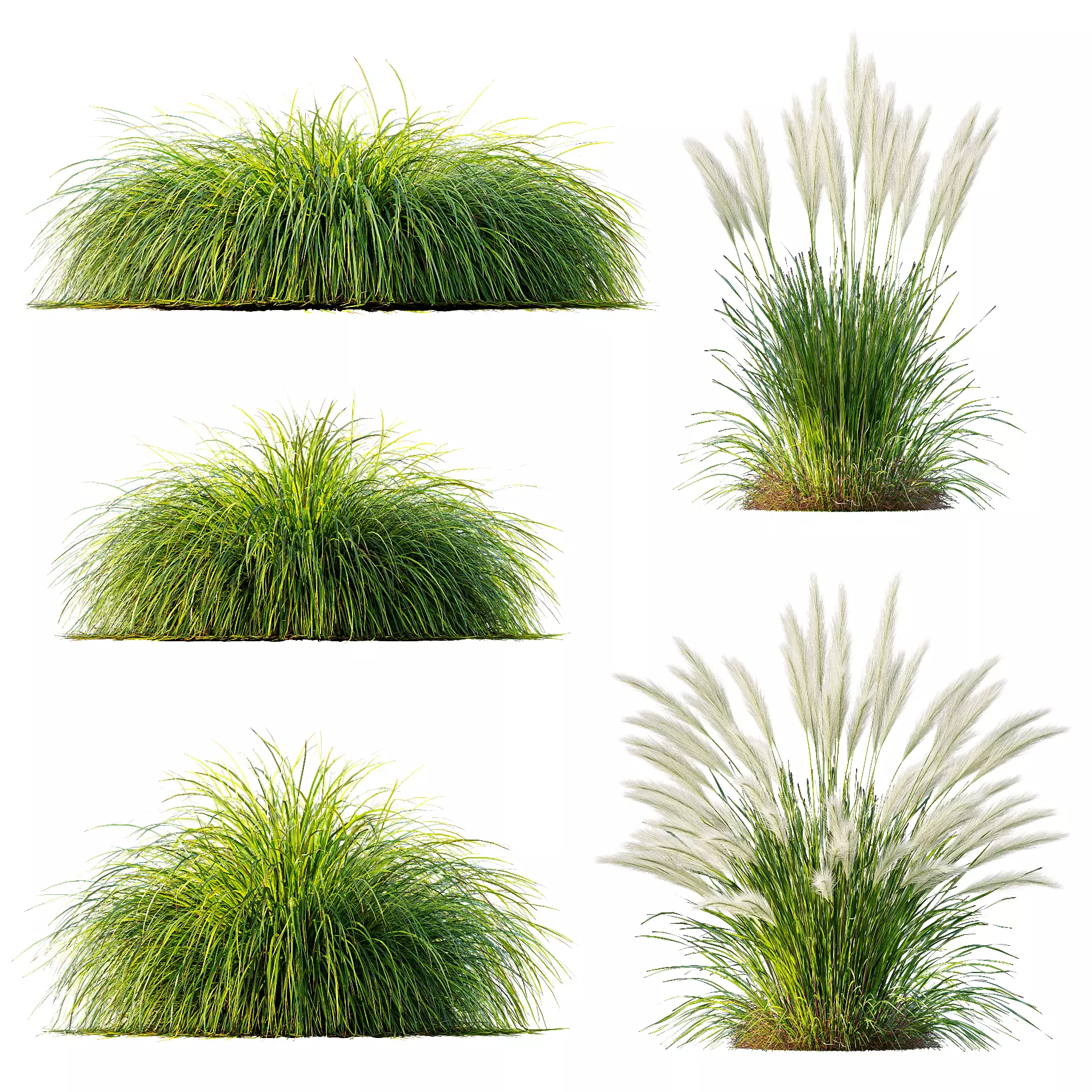 Grass 01 3D model