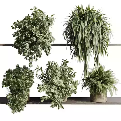 wall plant - set Indoor plant 431 hanging plants on shelf  3D model