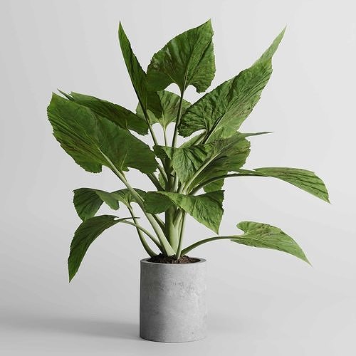 indoor plant 433 plant tree vase dirty concrete 3D model