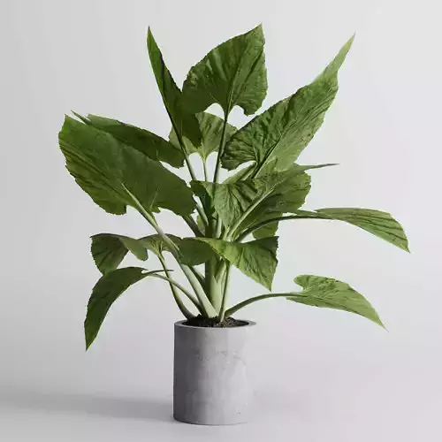 indoor plant 433 plant tree vase dirty concrete 3D model