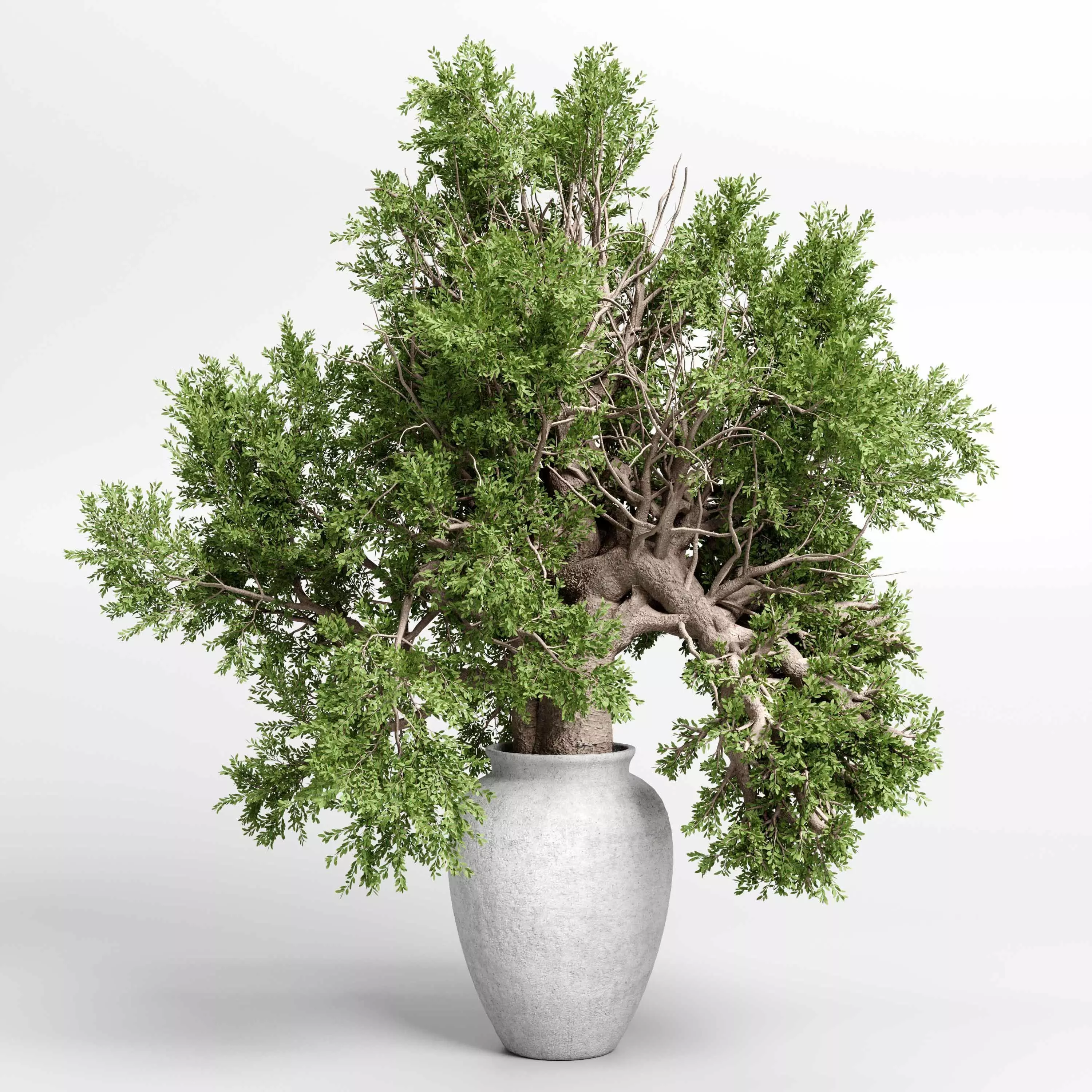 indoor plant 432 plant tree vase dirty concrete 3D model