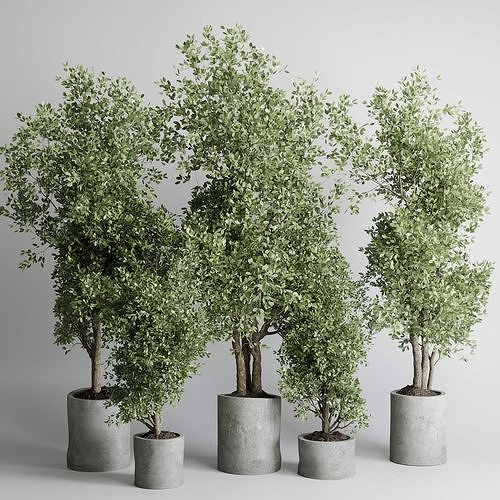 indoor plant 433 plant tree vase dirty concrete 3D model
