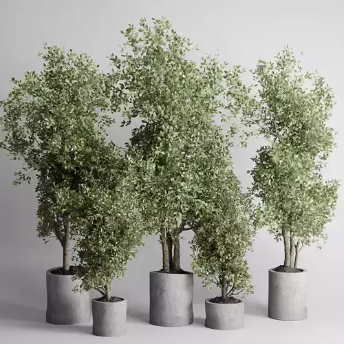 indoor plant 433 plant tree vase dirty concrete