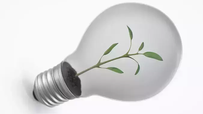 Lightbulb Plant