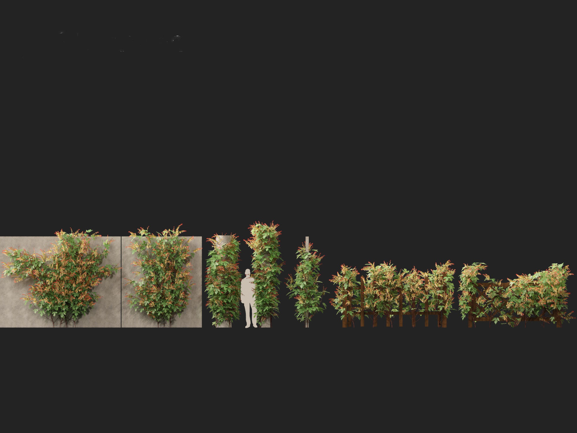 Ipomoea lobata - Firecracker vine 3D model_5