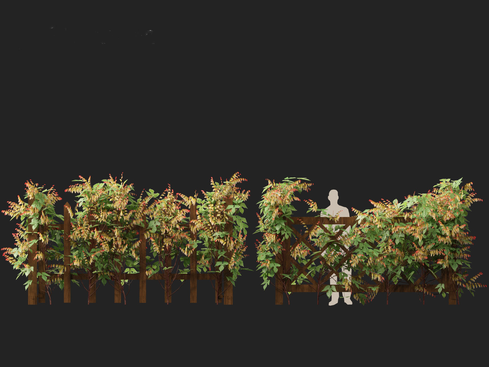 Ipomoea lobata - Firecracker vine 3D model_11