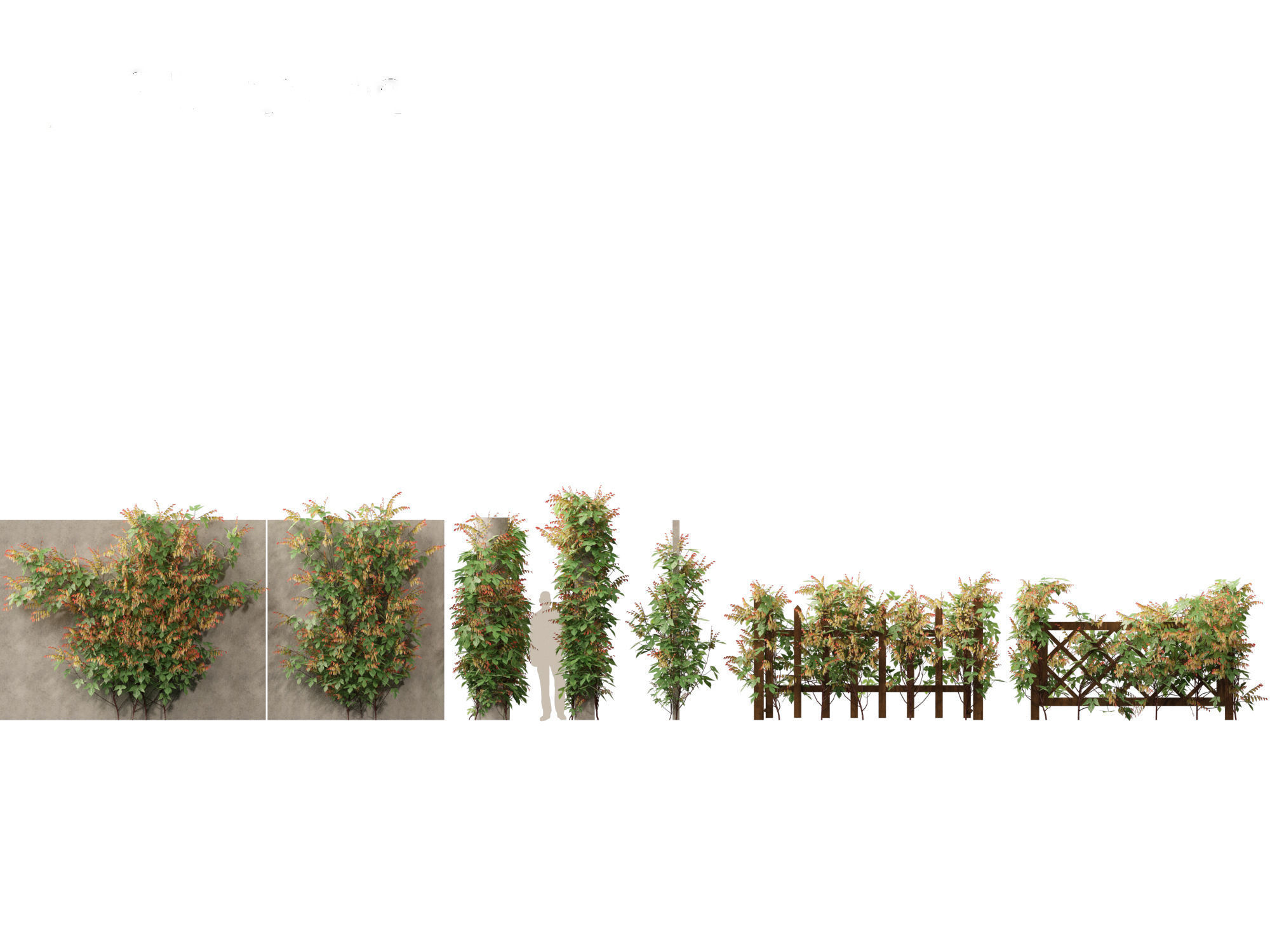 Ipomoea lobata - Firecracker vine 3D model_1