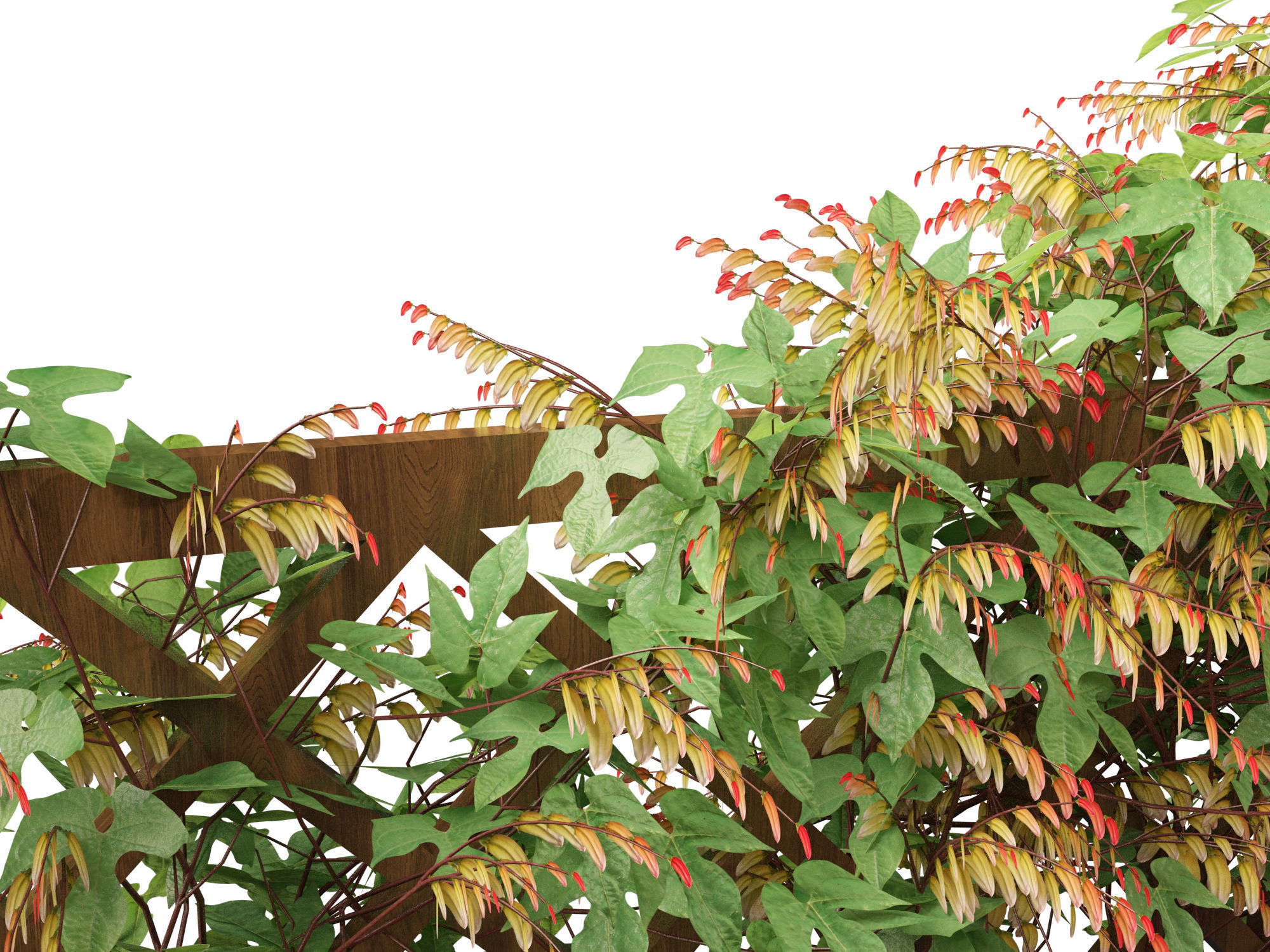 Ipomoea lobata - Firecracker vine 3D model_3