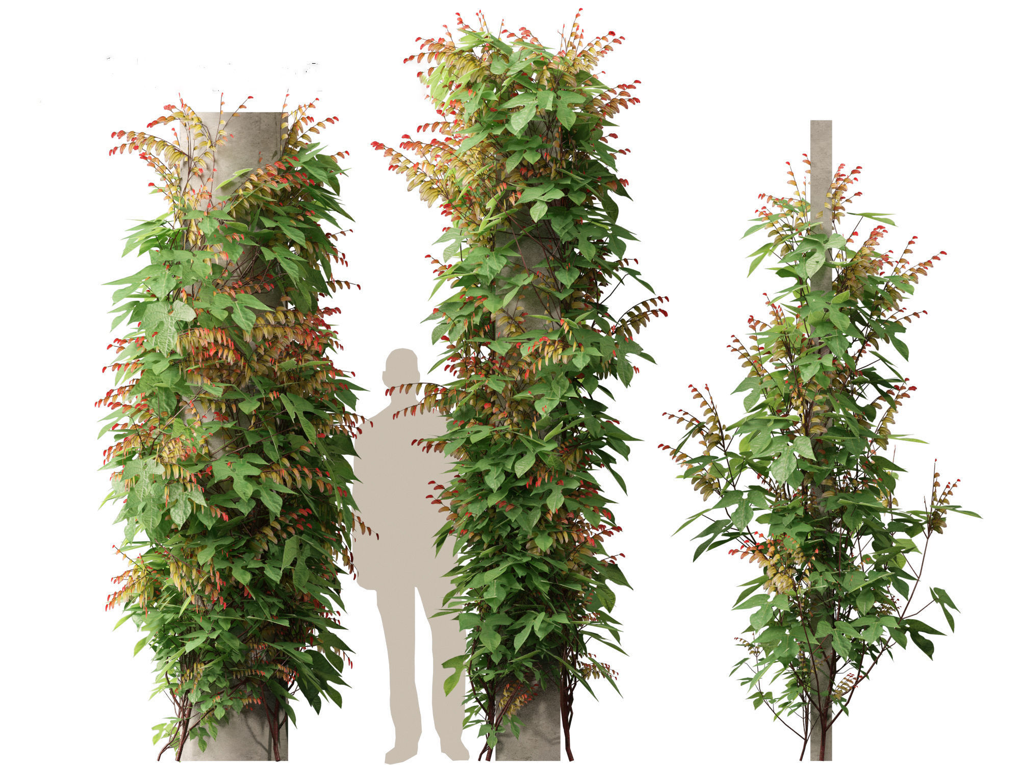 Ipomoea lobata - Firecracker vine 3D model_8