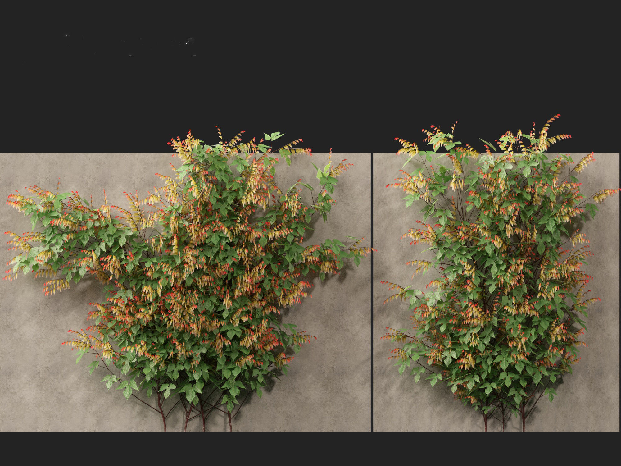 Ipomoea lobata - Firecracker vine 3D model_7