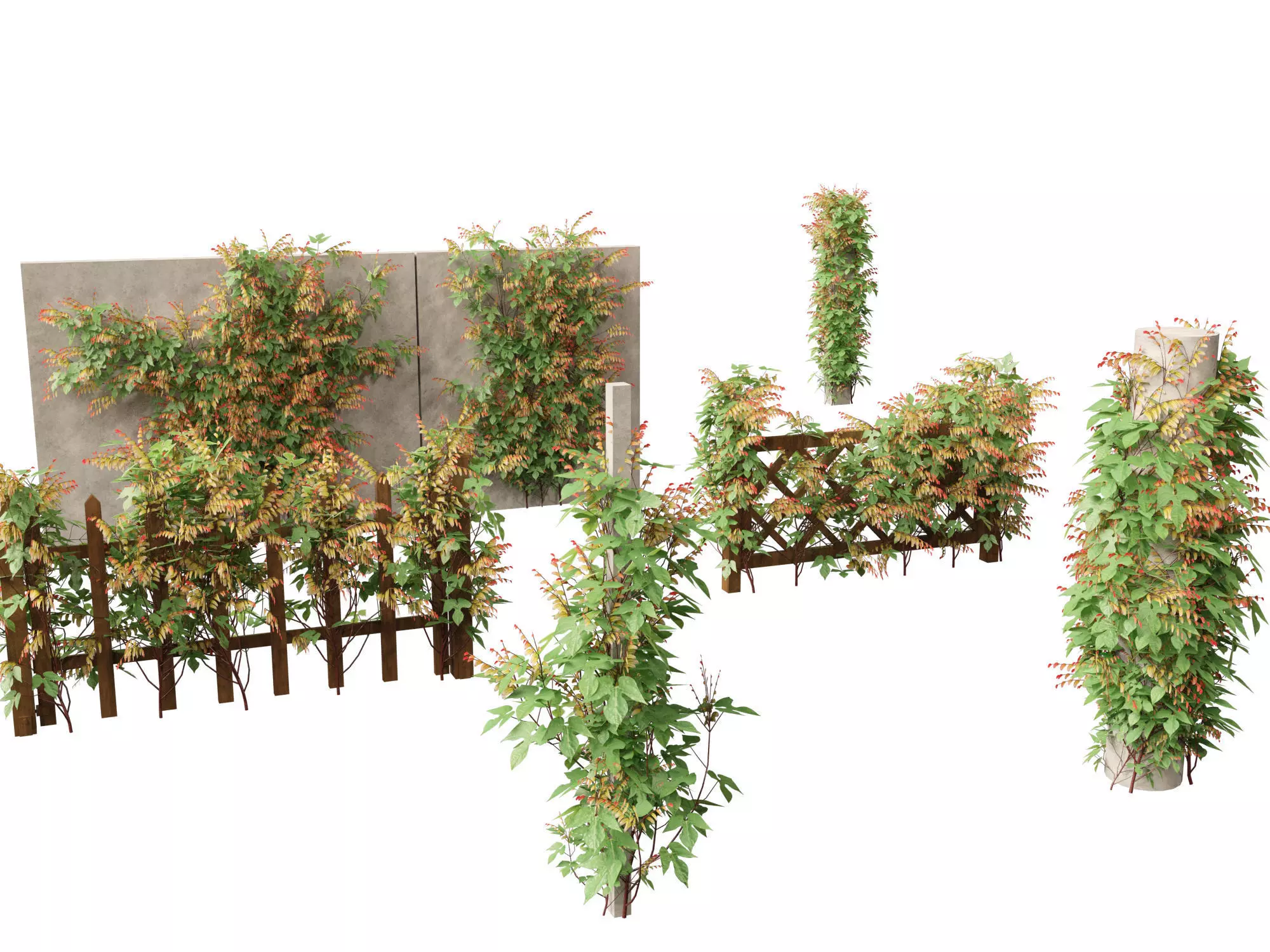 Ipomoea lobata - Firecracker vine 3D model_0