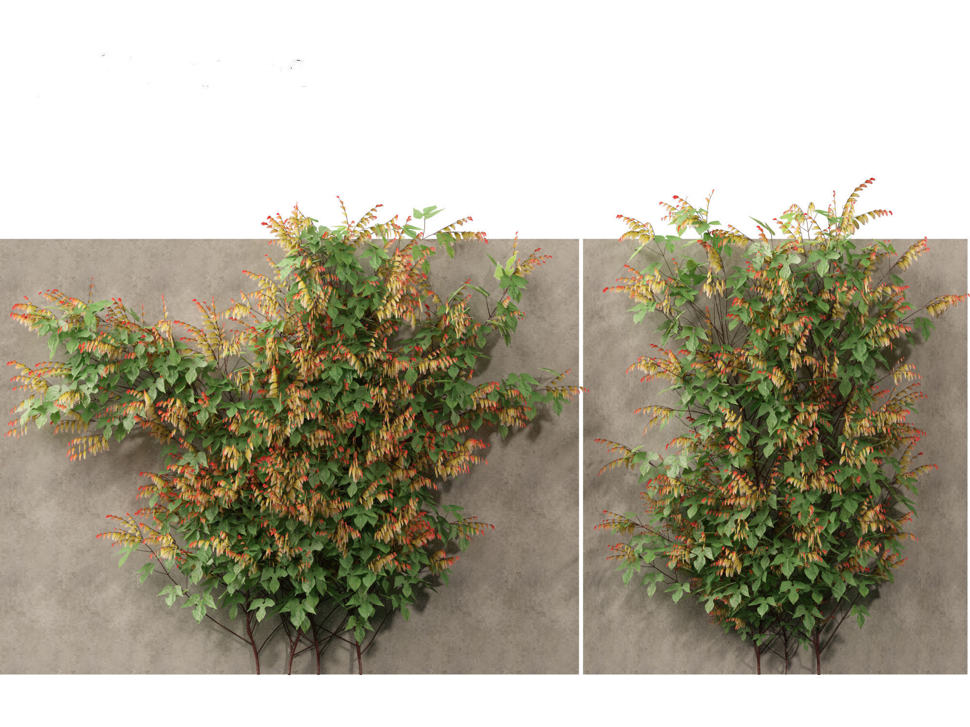 Ipomoea lobata - Firecracker vine 3D model_6