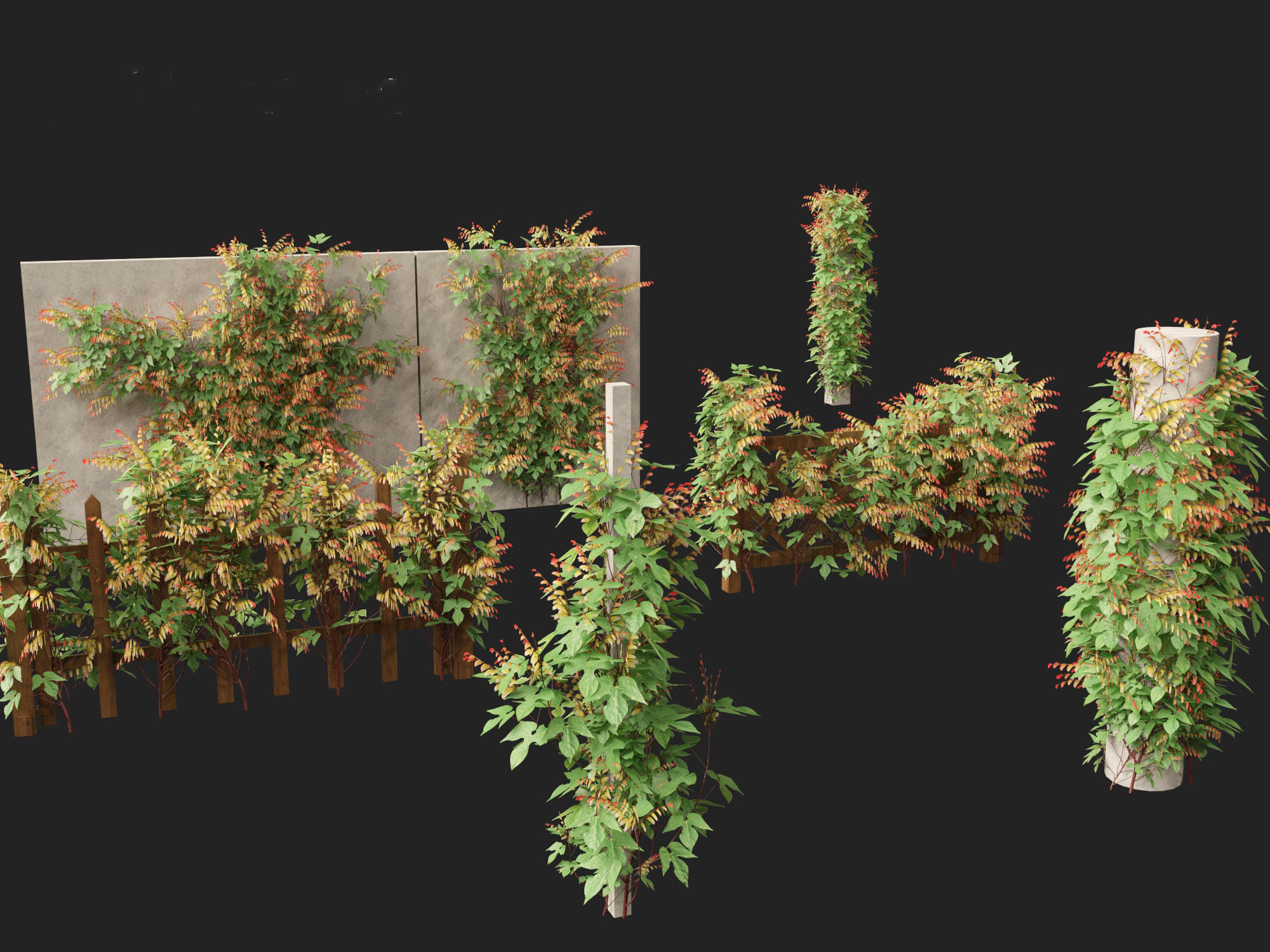 Ipomoea lobata - Firecracker vine 3D model_2