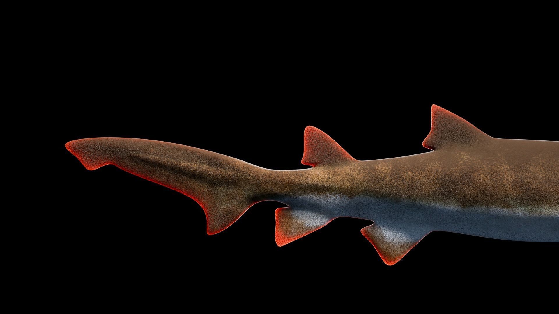 Animated Sand Tiger Shark Low-poly 3D model_11