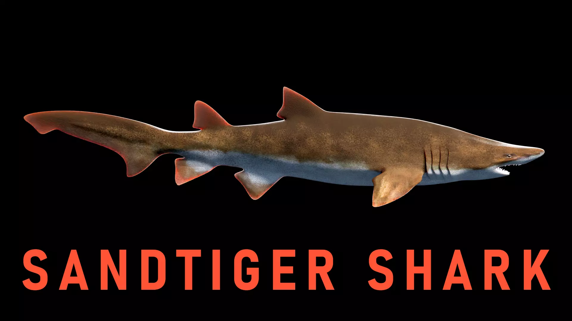 Animated Sand Tiger Shark Low-poly 3D model_0