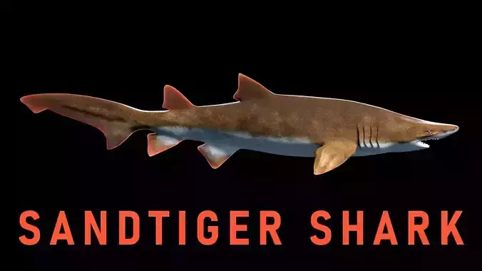 Animated Sand Tiger Shark