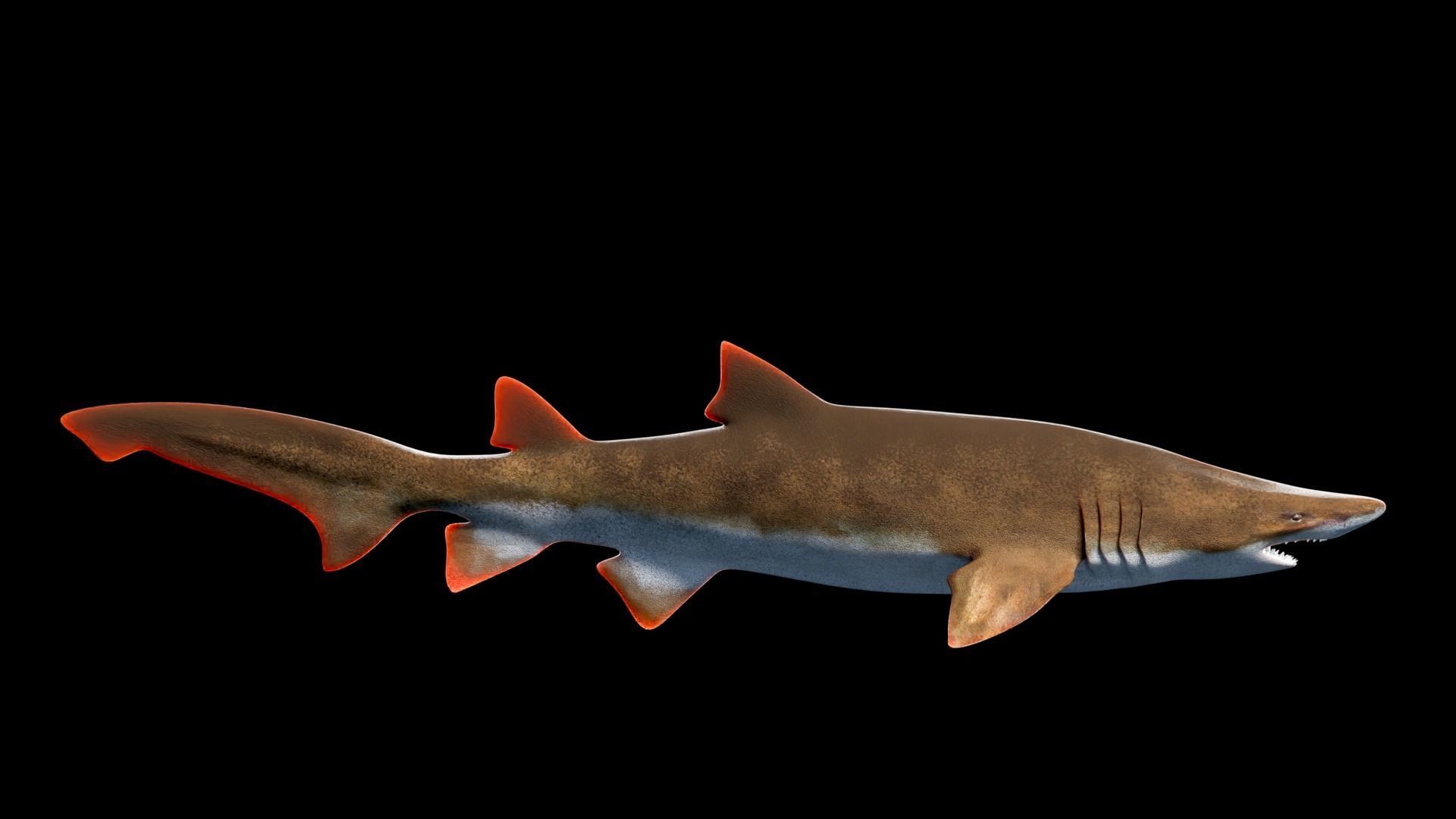 Animated Sand Tiger Shark Low-poly 3D model_7