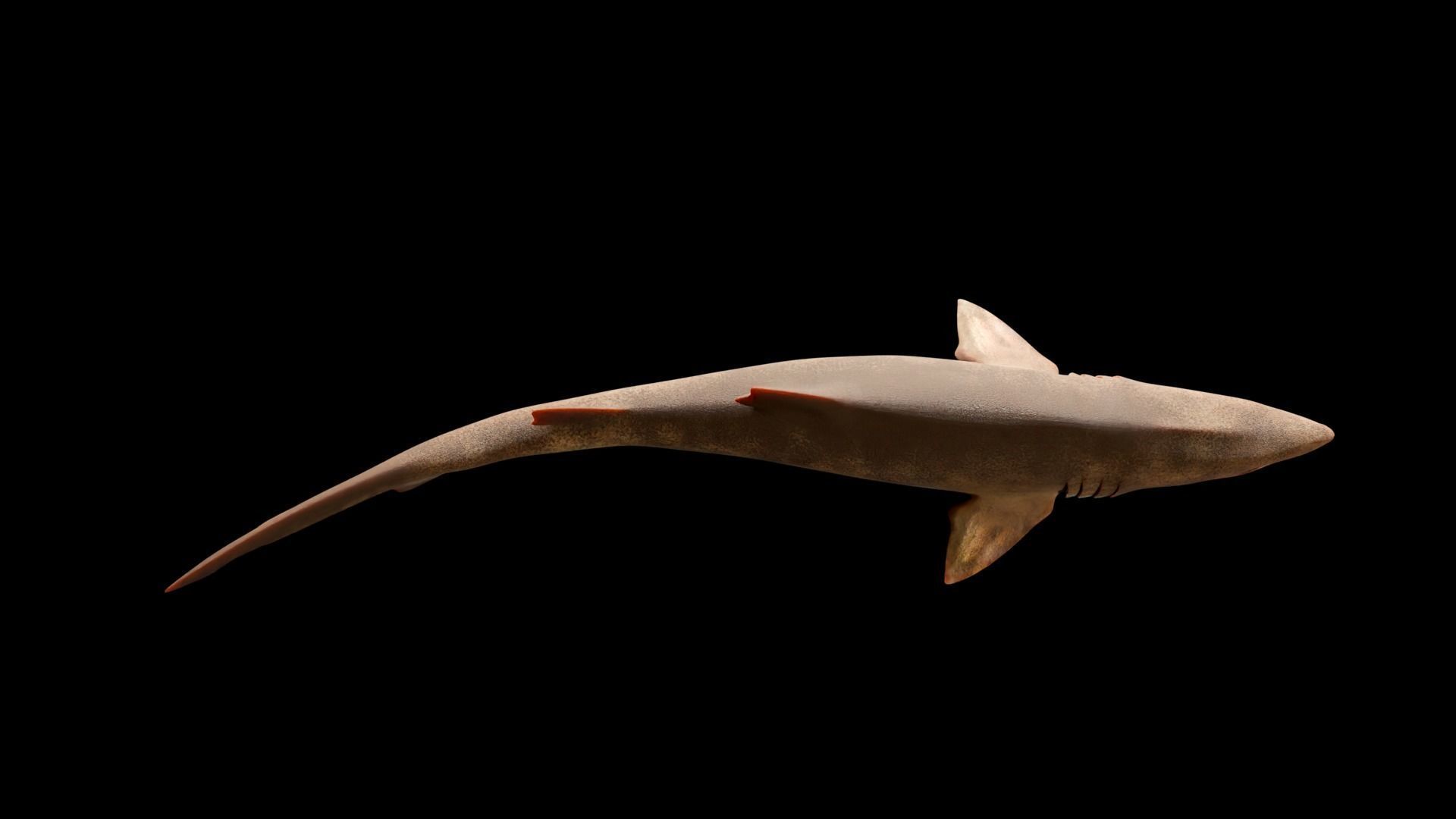 Animated Sand Tiger Shark Low-poly 3D model_9