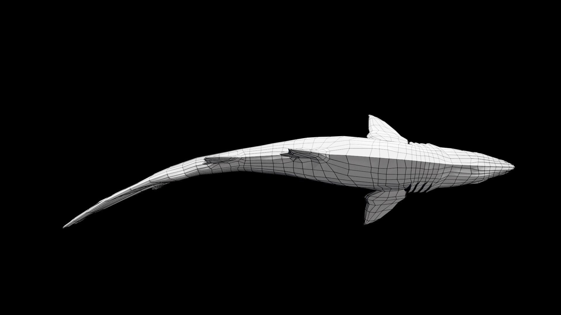 Animated Sand Tiger Shark Low-poly 3D model_10