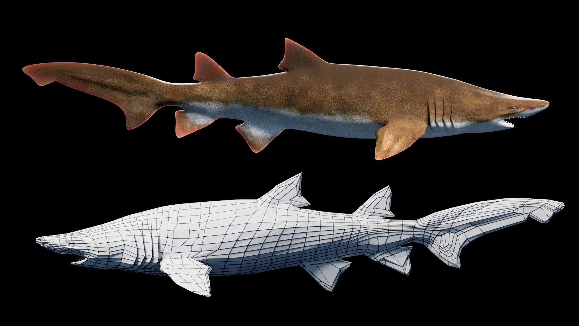 Animated Sand Tiger Shark Low-poly 3D model_1