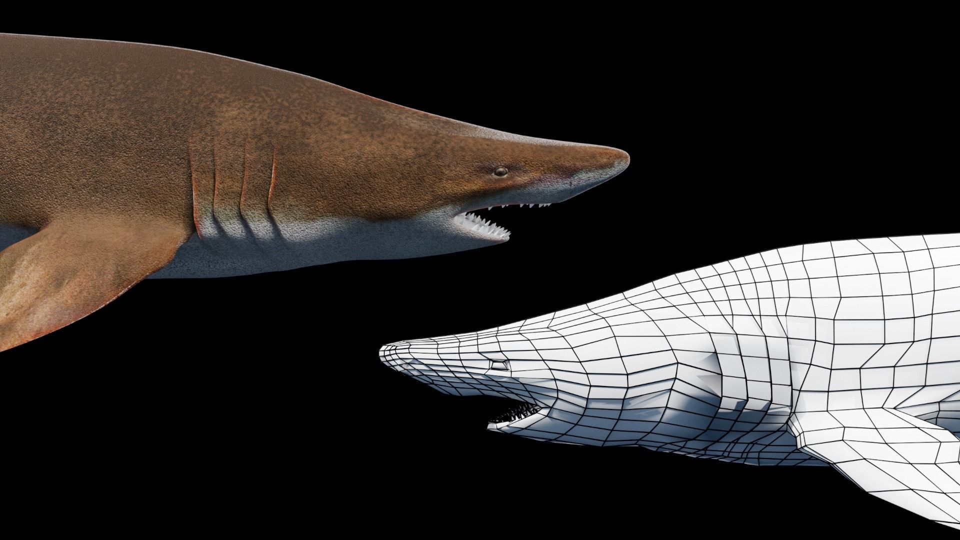 Animated Sand Tiger Shark Low-poly 3D model_4