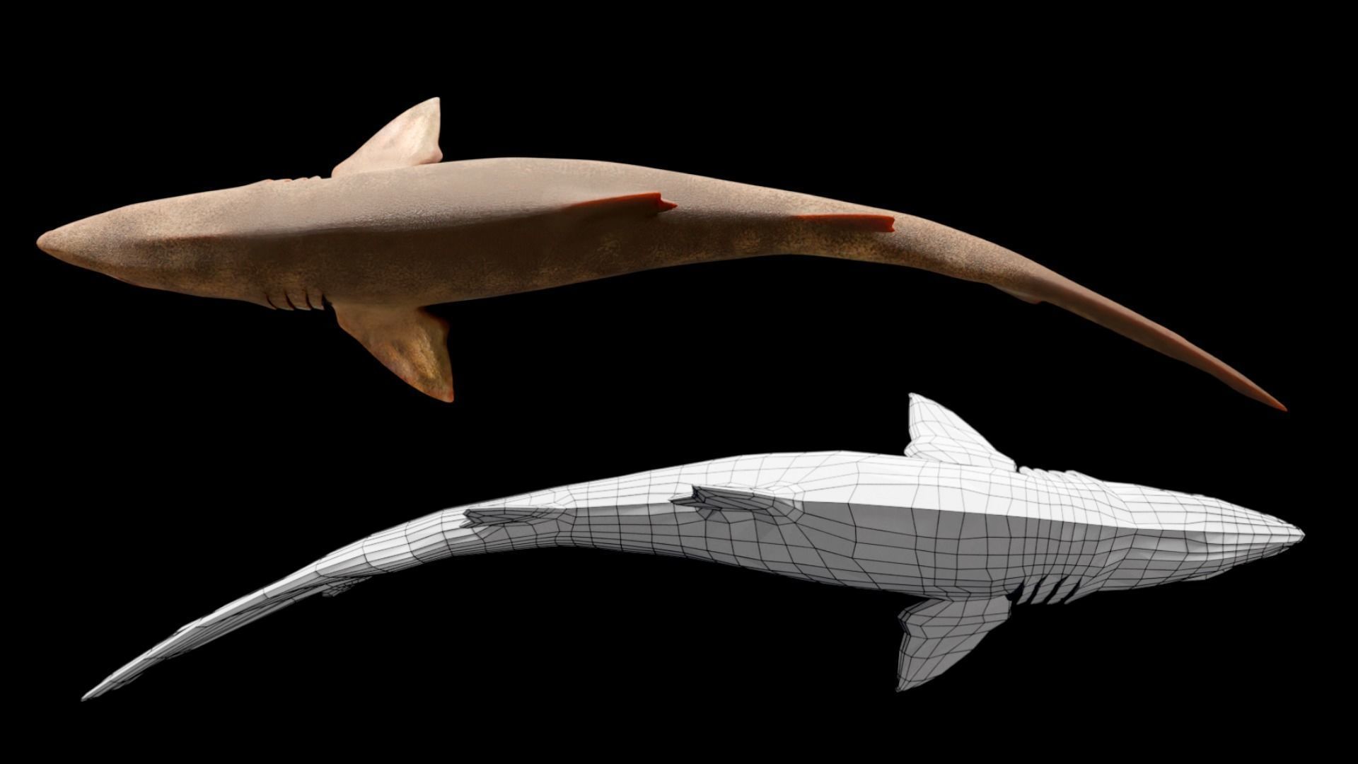 Animated Sand Tiger Shark Low-poly 3D model_3