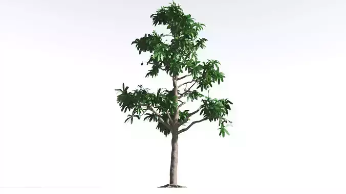 EVERYPlant Glossopteris LowPoly 1 --20 Models-- Low-poly 3D model