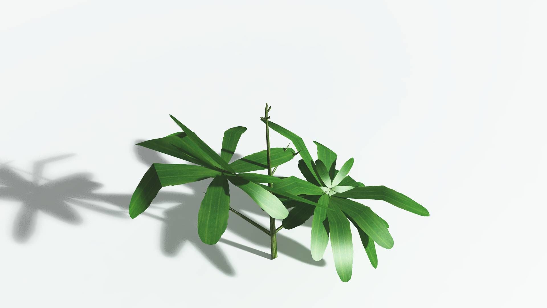 EVERYPlant Glossopteris LowPoly 2 --20 Models-- Low-poly 3D model_32
