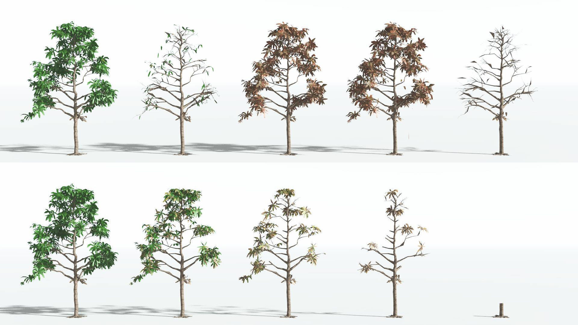 EVERYPlant Glossopteris LowPoly 2 --20 Models-- Low-poly 3D model_1