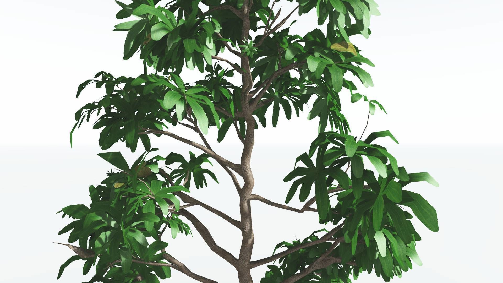 EVERYPlant Glossopteris LowPoly 2 --20 Models-- Low-poly 3D model_28