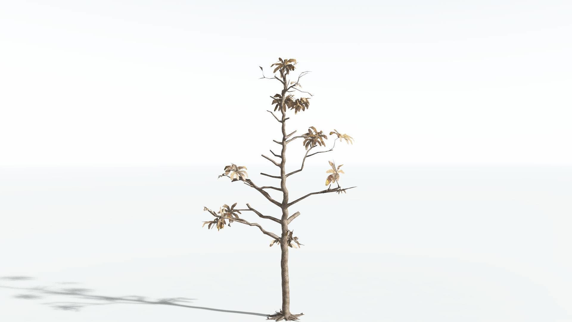 EVERYPlant Glossopteris LowPoly 2 --20 Models-- Low-poly 3D model_19