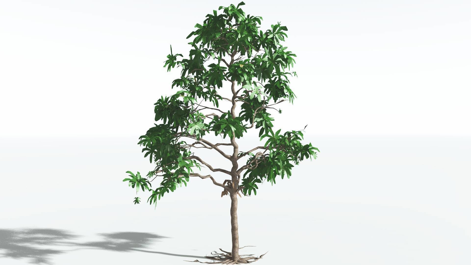 EVERYPlant Glossopteris LowPoly 2 --20 Models-- Low-poly 3D model_25