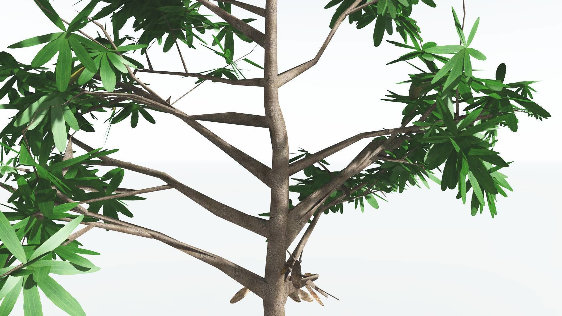 EVERYPlant Glossopteris LowPoly 2 --20 Models-- Low-poly 3D model_34