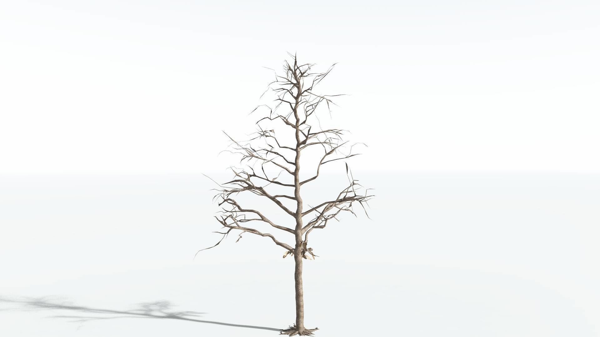 EVERYPlant Glossopteris LowPoly 2 --20 Models-- Low-poly 3D model_11