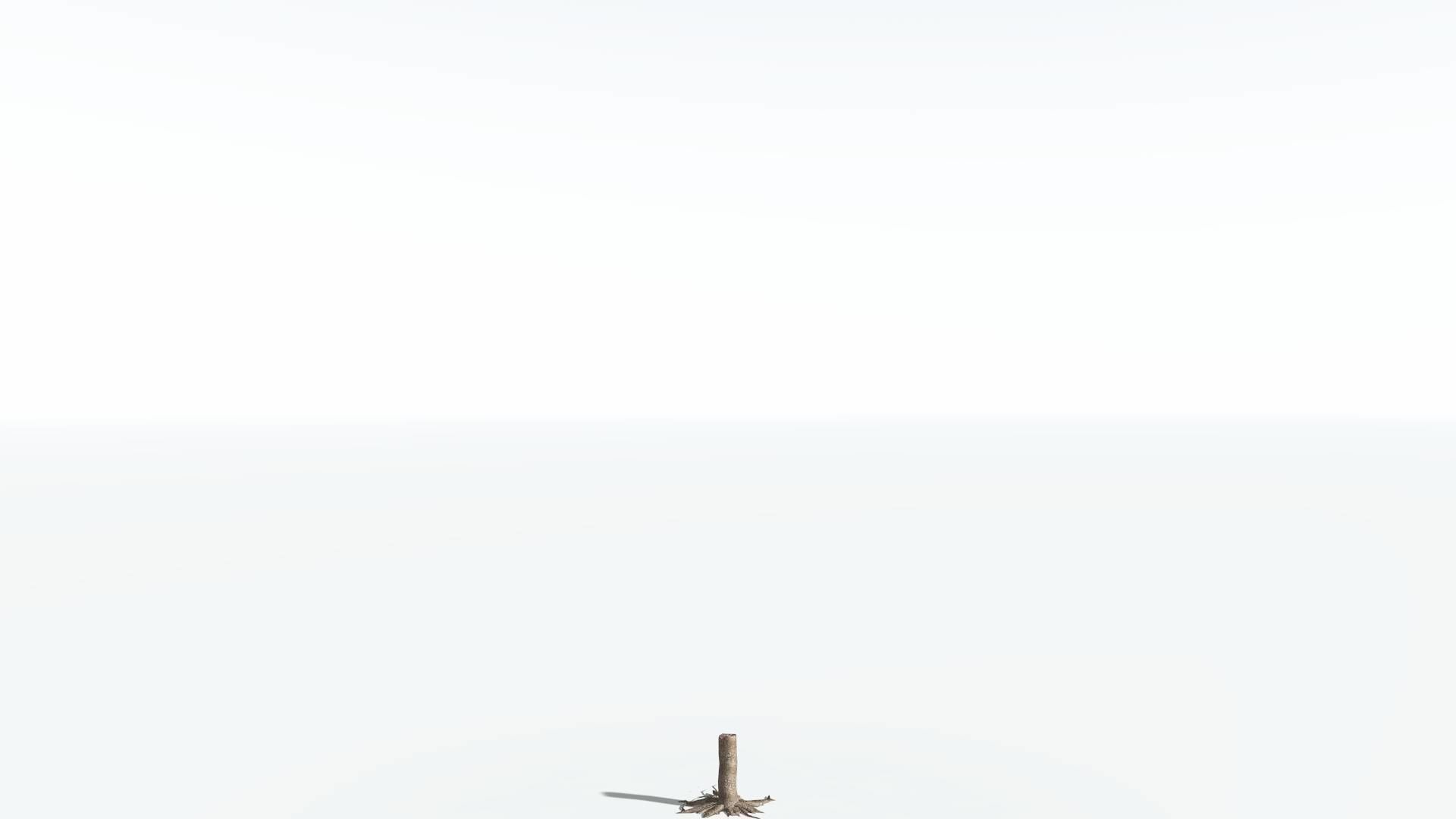 EVERYPlant Glossopteris LowPoly 2 --20 Models-- Low-poly 3D model_21