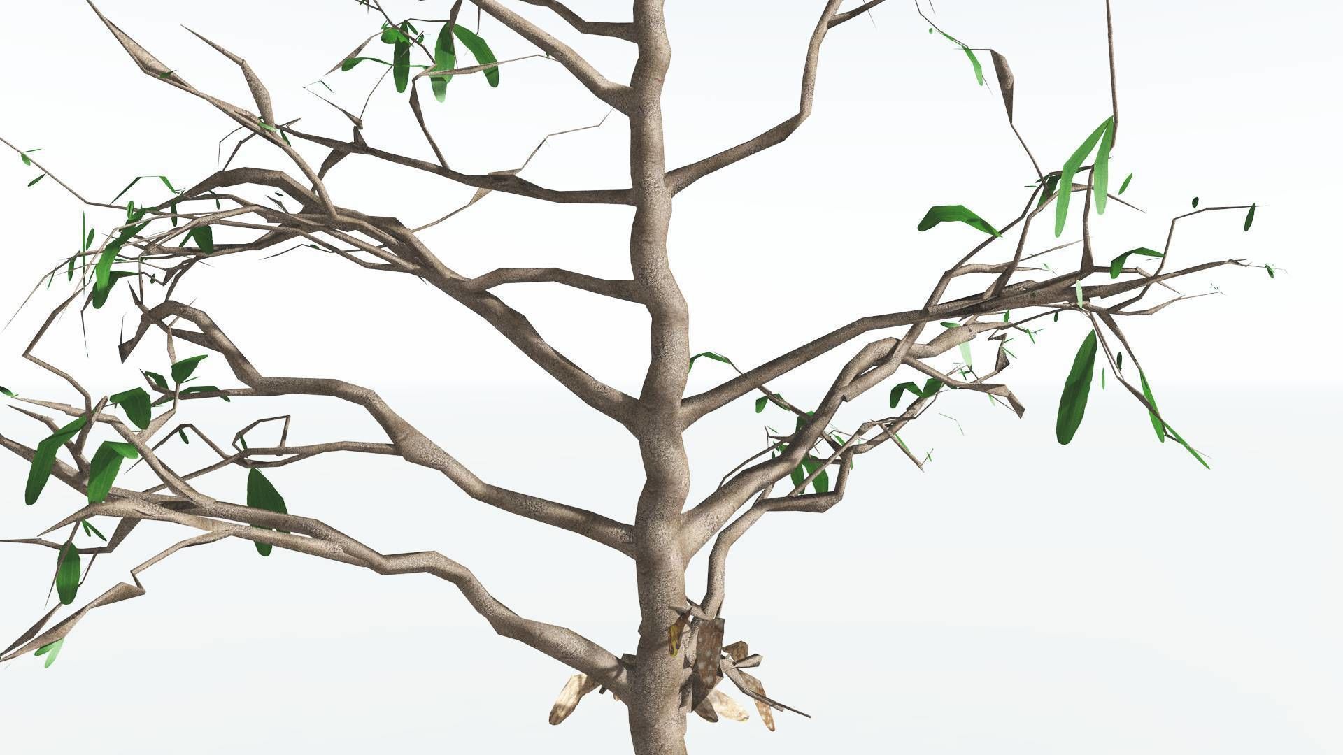 EVERYPlant Glossopteris LowPoly 2 --20 Models-- Low-poly 3D model_6