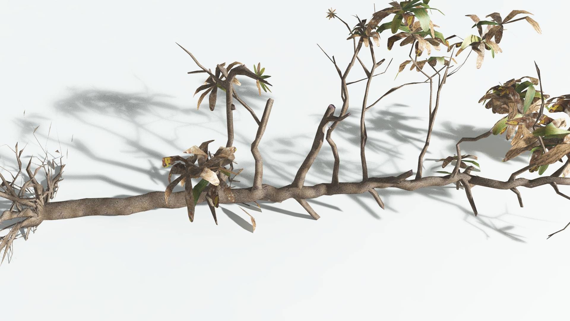 EVERYPlant Glossopteris LowPoly 2 --20 Models-- Low-poly 3D model_24