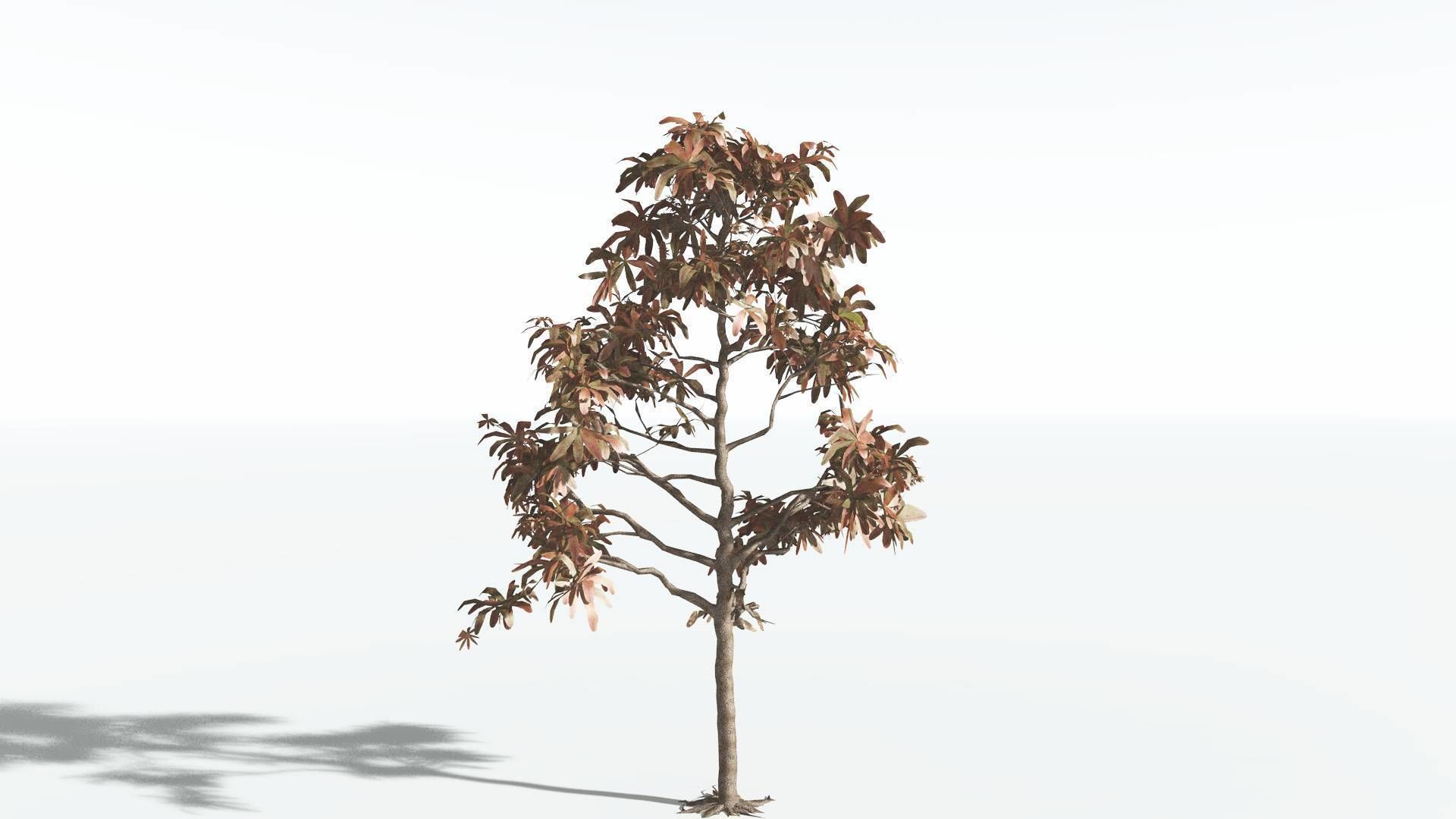 EVERYPlant Glossopteris LowPoly 2 --20 Models-- Low-poly 3D model_7