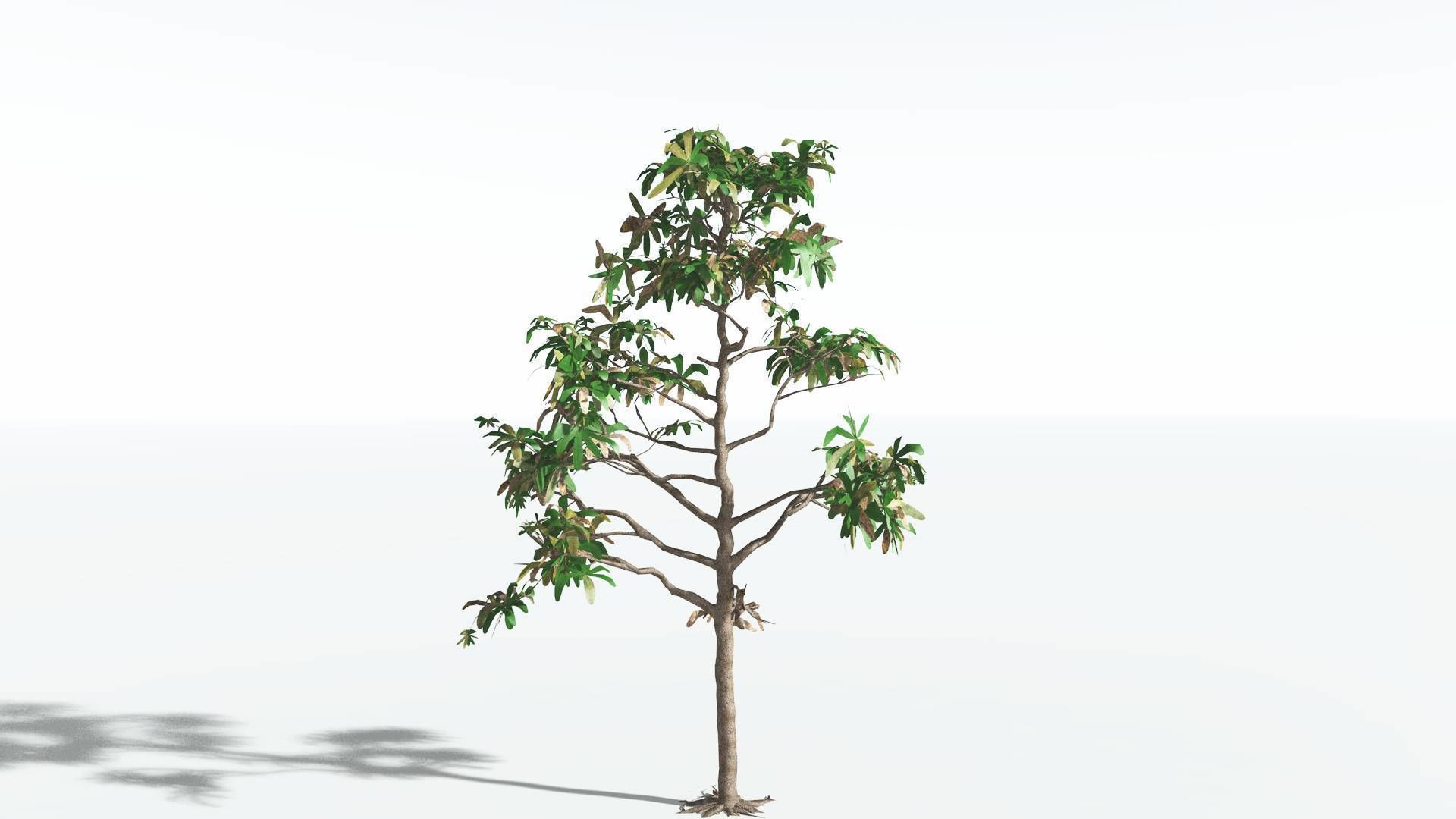EVERYPlant Glossopteris LowPoly 2 --20 Models-- Low-poly 3D model_15