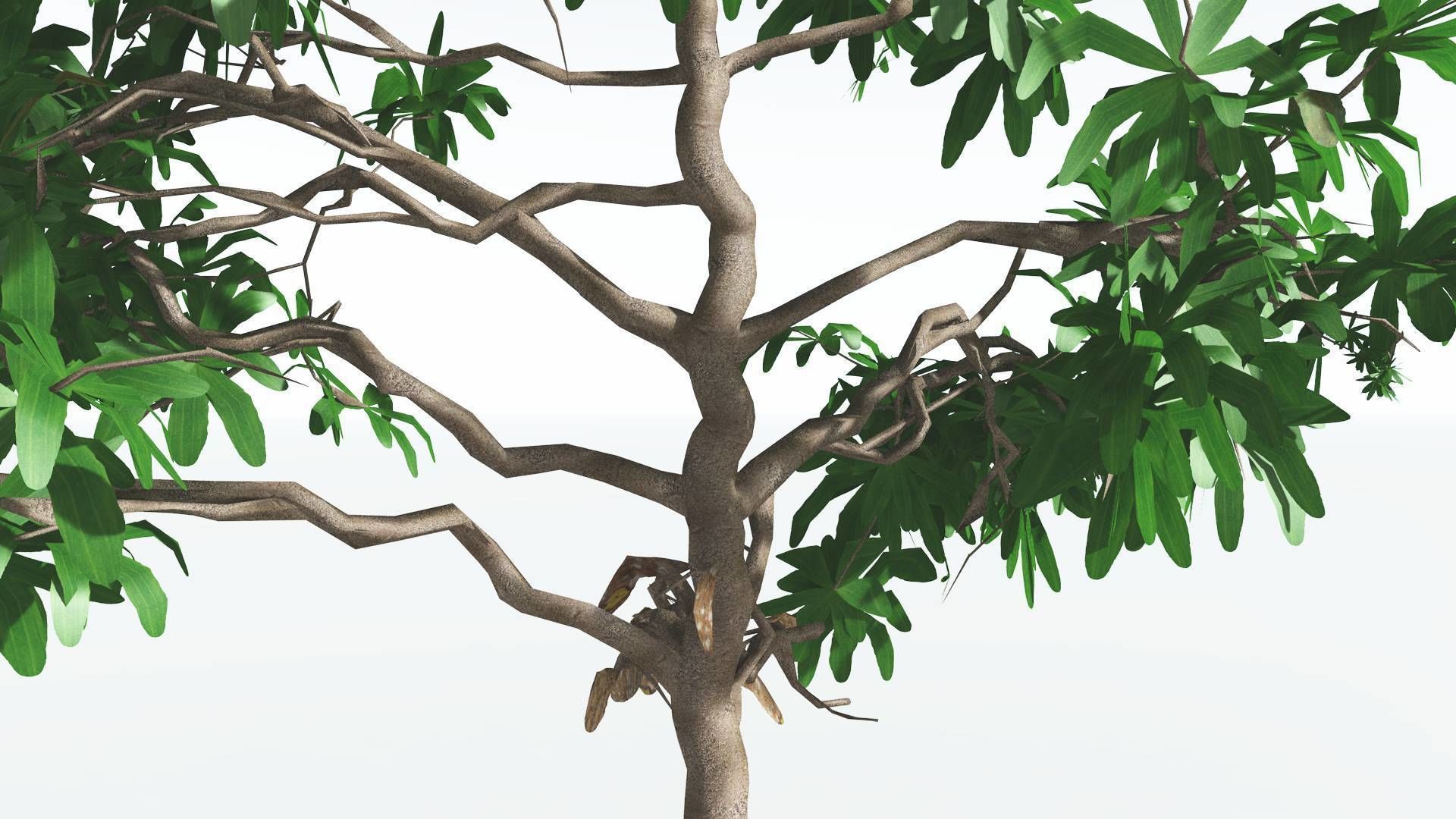 EVERYPlant Glossopteris LowPoly 2 --20 Models-- Low-poly 3D model_26