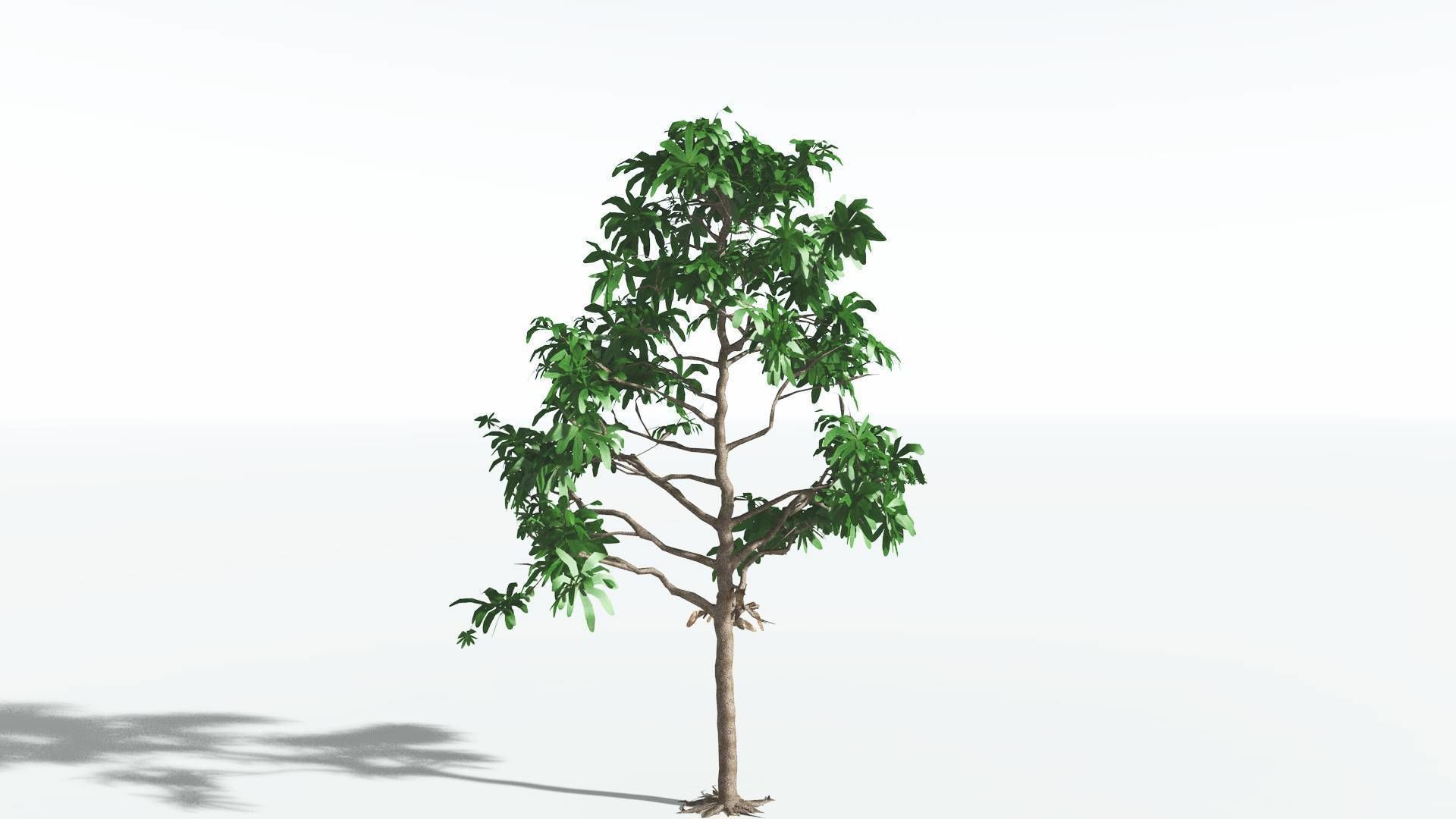 EVERYPlant Glossopteris LowPoly 2 --20 Models-- Low-poly 3D model_13