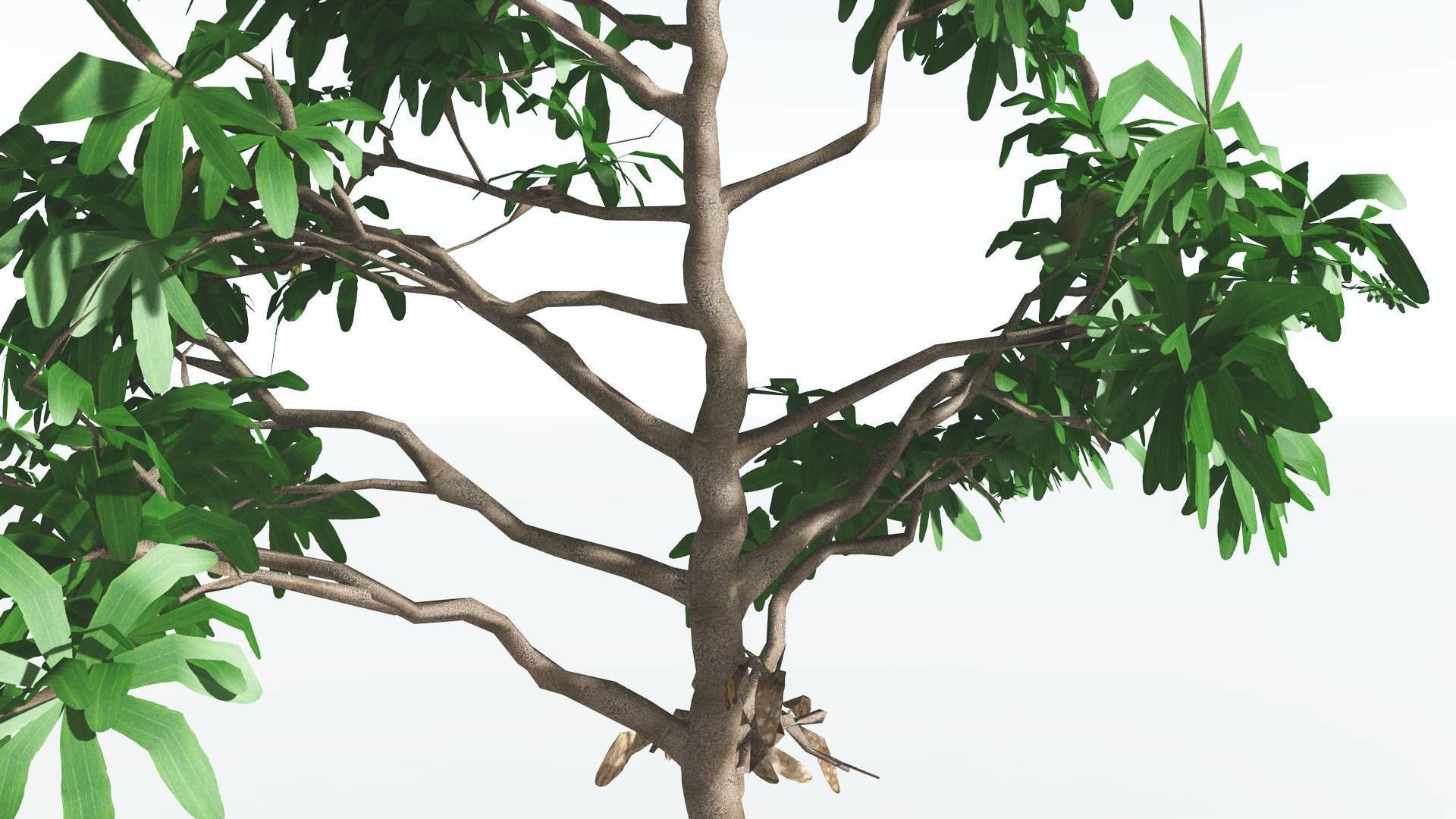 EVERYPlant Glossopteris LowPoly 2 --20 Models-- Low-poly 3D model_40