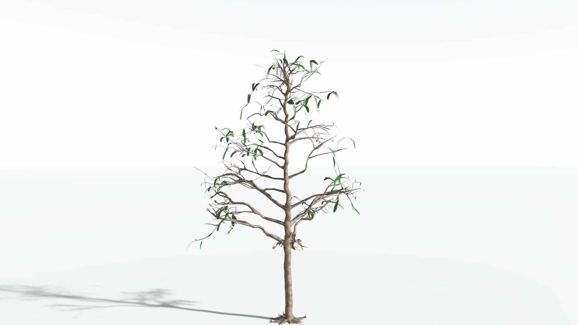 EVERYPlant Glossopteris LowPoly 2 --20 Models-- Low-poly 3D model_5