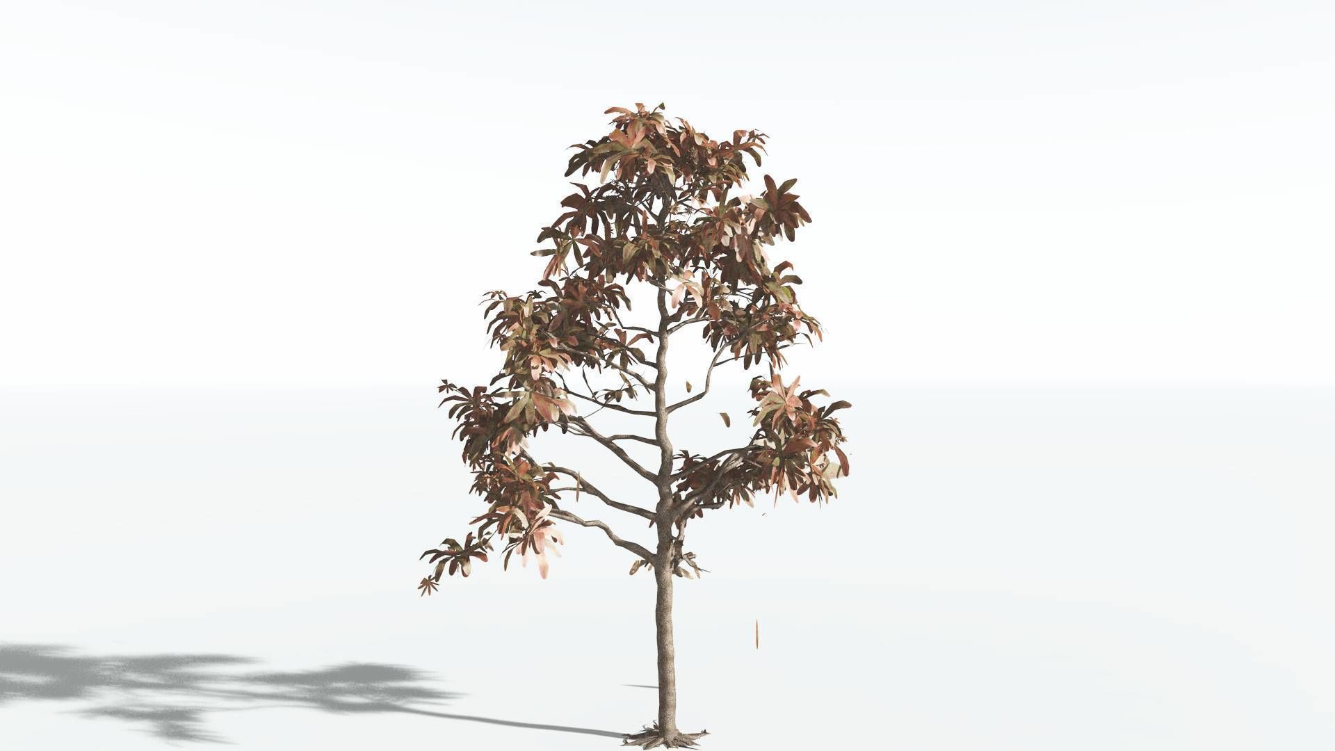 EVERYPlant Glossopteris LowPoly 2 --20 Models-- Low-poly 3D model_9