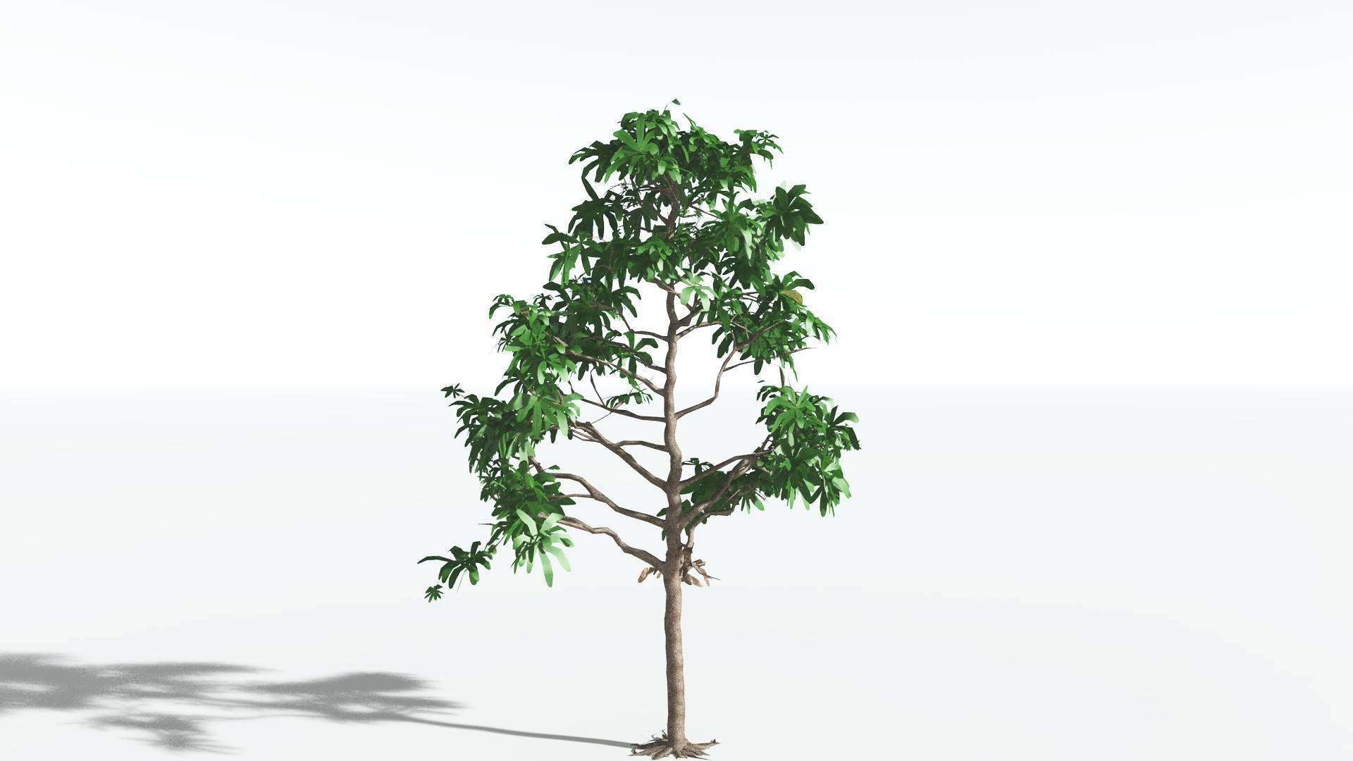EVERYPlant Glossopteris LowPoly 2 --20 Models-- Low-poly 3D model_3